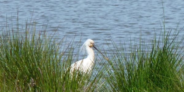 Vogels